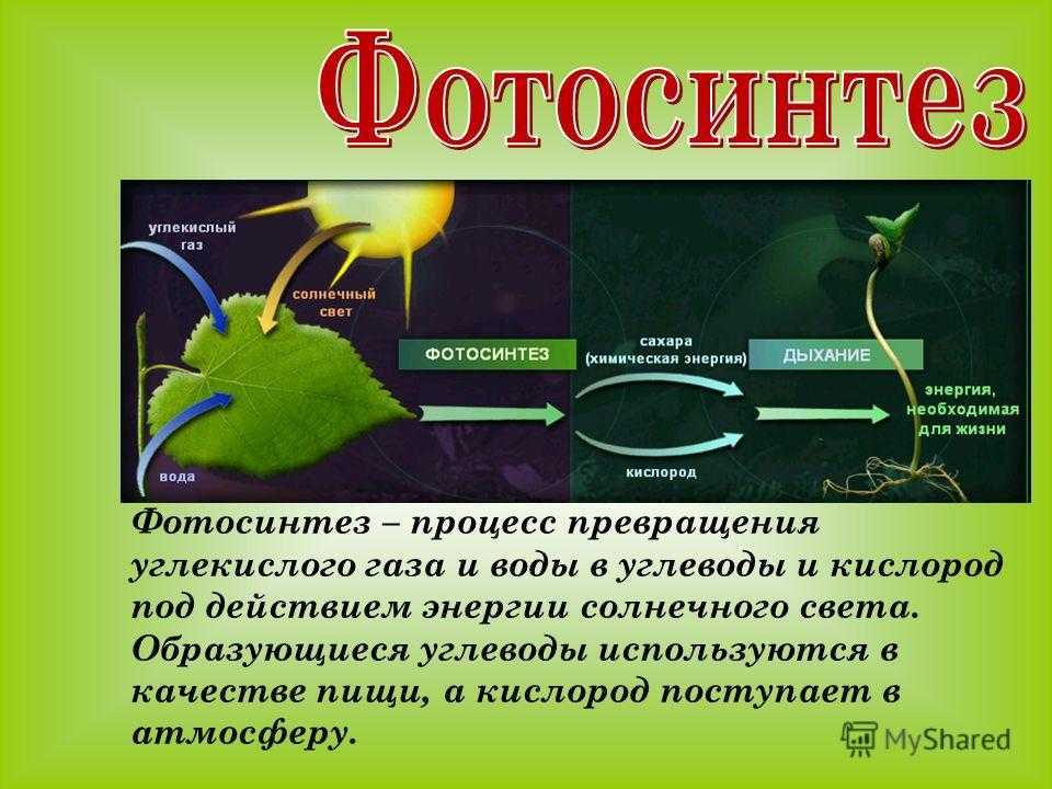 Что такое фотосинтез: что происходит в растении в процессе фотосинтеза, строение хлоропластов — что выделяется в световую и темновую фазу