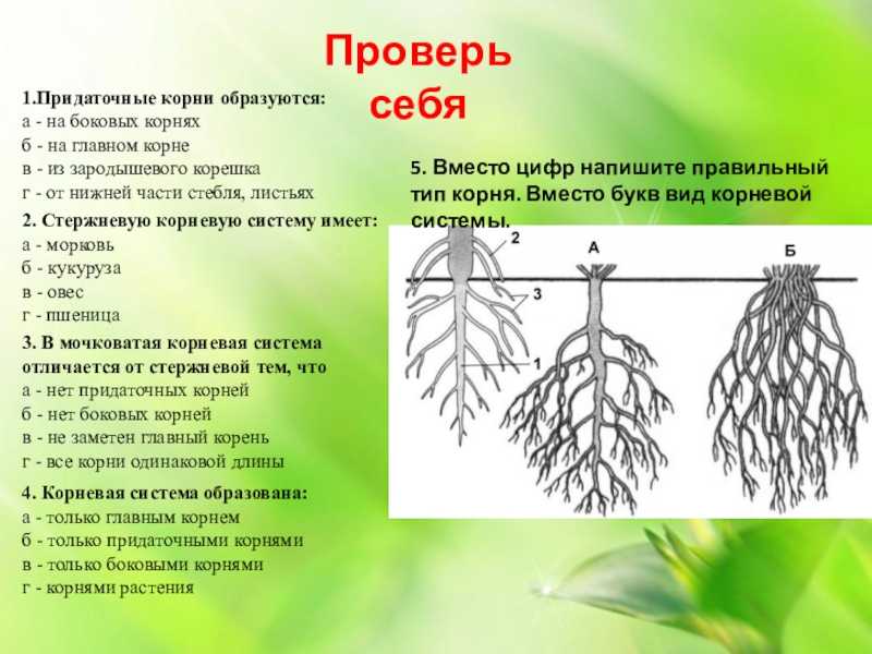 Виды корней и корневых систем. виды и типы корней