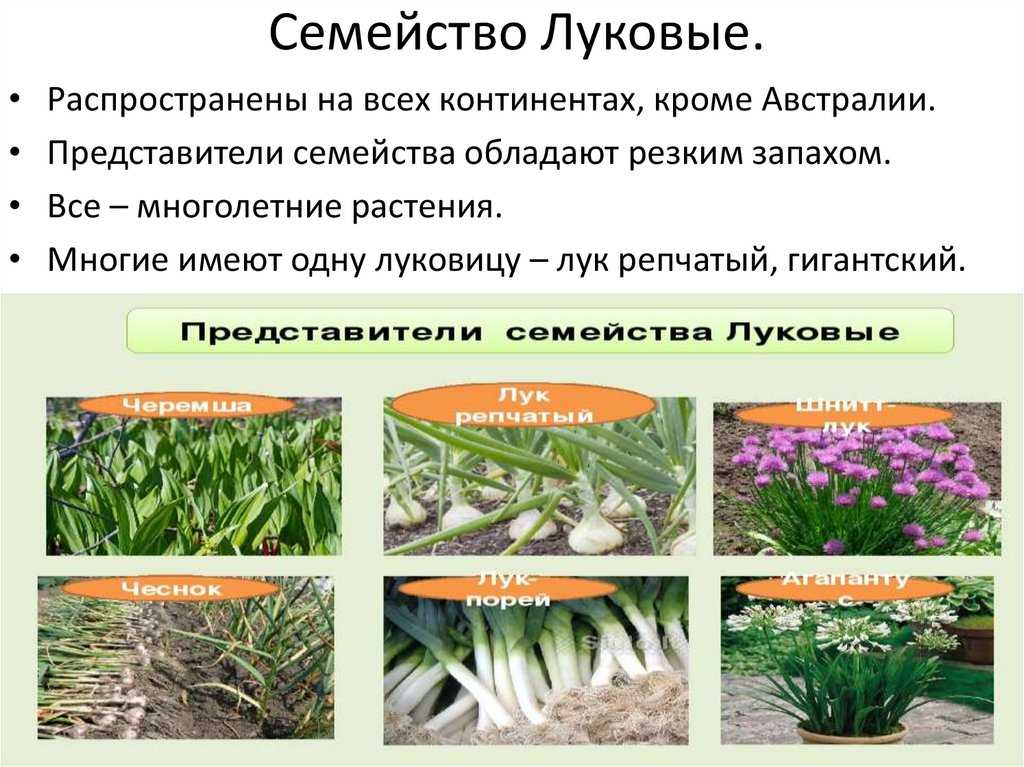 Луковые овощные культуры. значение, распространение, биологические особенности овощных культур