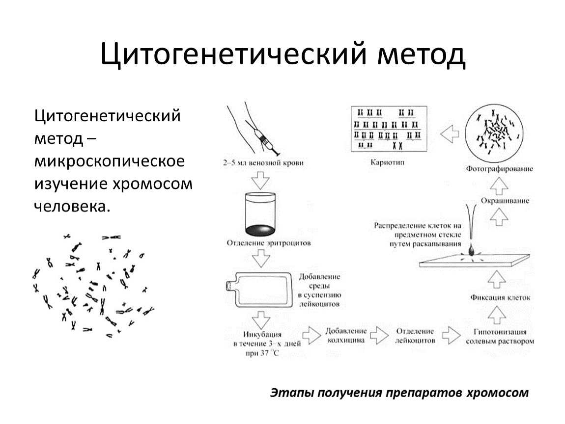 Почему ацетокармин используется в исследованиях митотической хромосомы