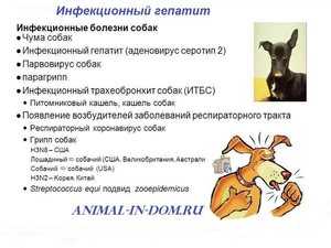 Что такое аденовирусная инфекция у собак симптомы