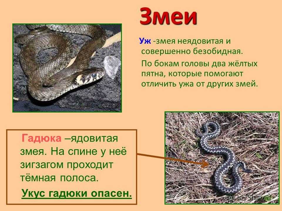 Опасные животные
