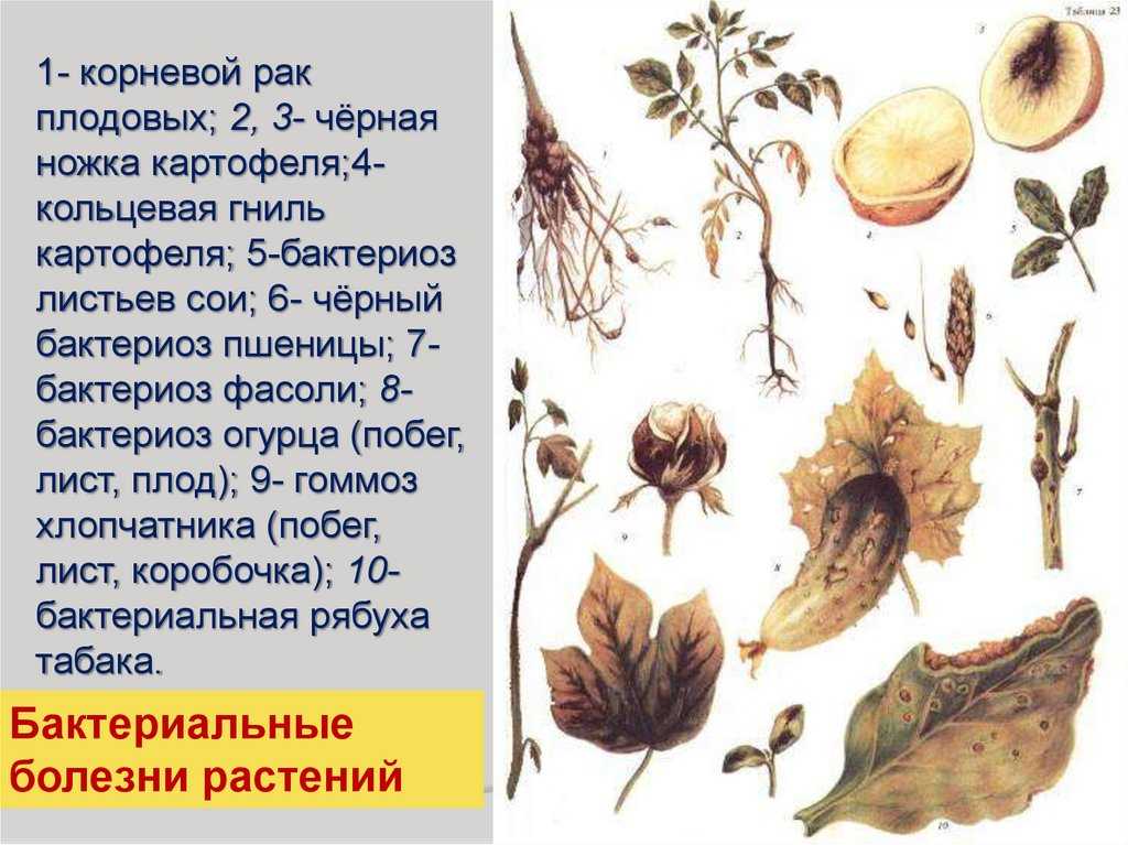 Бактериальные болезни хлопчатника | agroklass.com