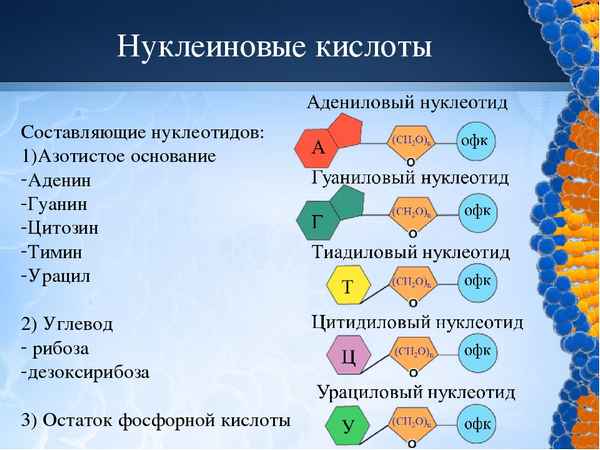 Нуклеиновые кислоты