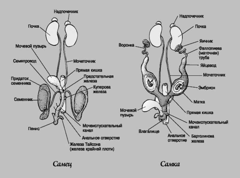 Анатомия половых органов самцов жвачных и однокопытных