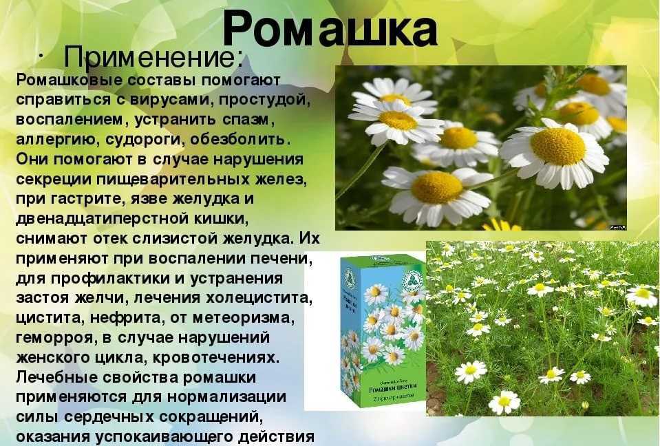 Ромашка аптечная – полезные свойства, состав, рецепты и лечение ромашкой - медицина на "добро есть!"