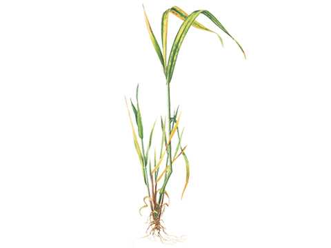 Вирусные болезни ячменя | agroklass.com
