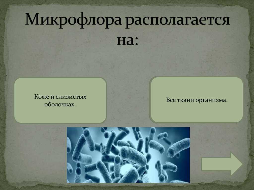 Микрофлора, порча, методы консервирования растительного сырья