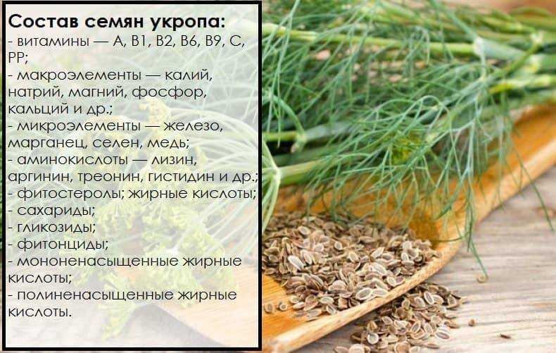 Семена укропа: как собрать и хранить, фото плодов, использование зонтиков в домашних условиях в кулинарии