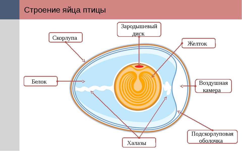 Как формируется и из чего состоит яйцо у курицы? особенности процесса образования яйца от формирования желтка до снесения