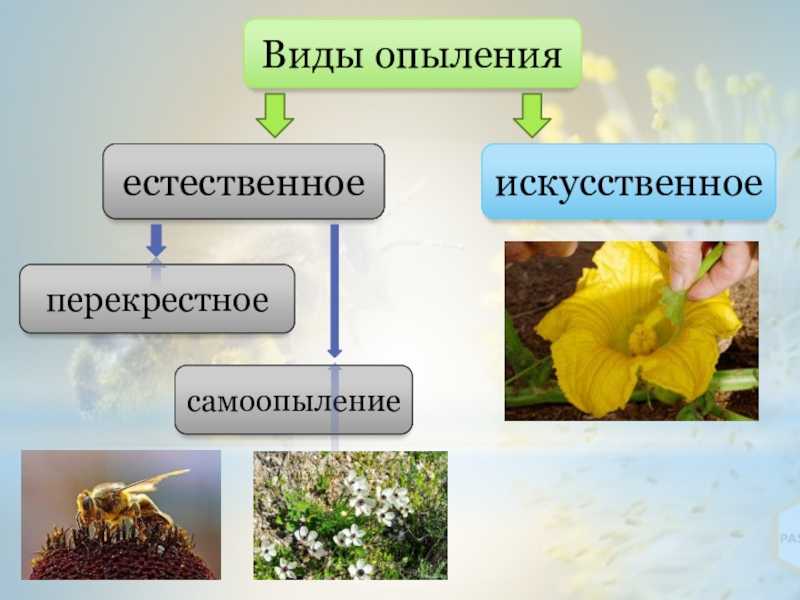 Какой тип опыления у люцерны посевной