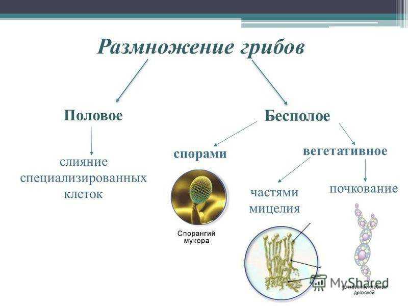 Царство грибы: общая характеристика, строение и размножение