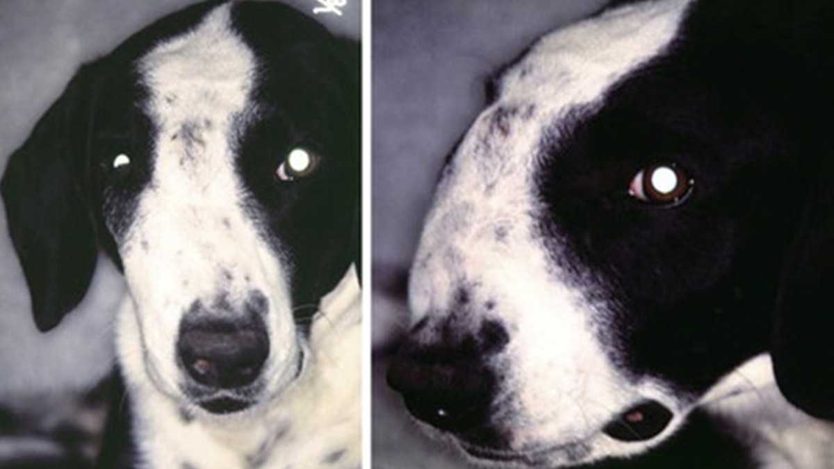 Лечение опухолей у собак | сеть ветеринарных клиник «ветус»