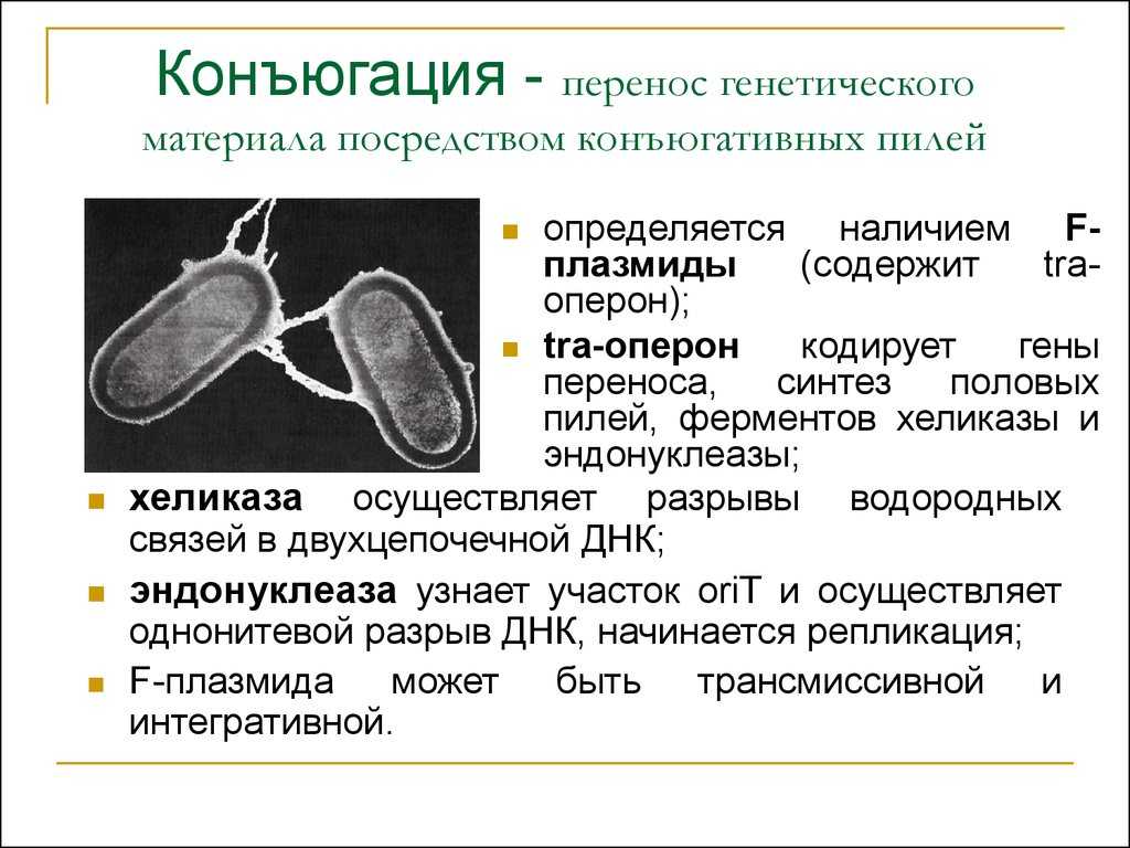 Мейоз в егэ по биологии: задания и теория