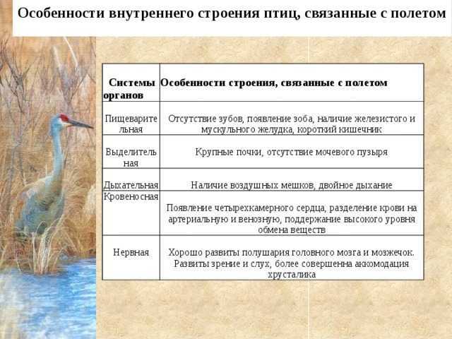Строение внутренних органов птиц