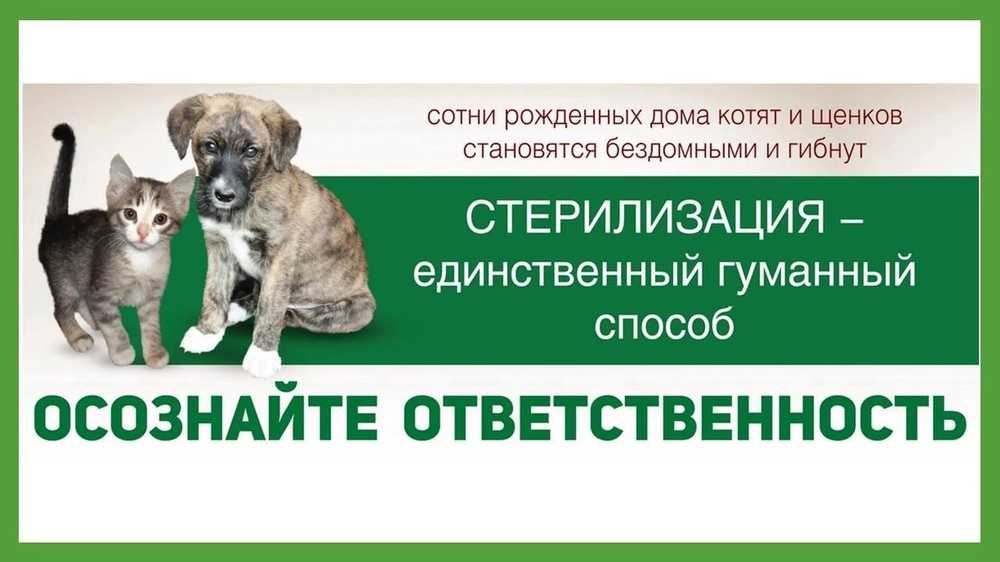 Стерилизация собак: виды, способы и методы