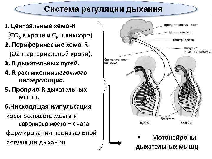 Дыхательная система человека
