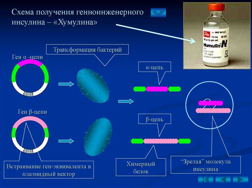 Химическая трансформация бактерий - labcentrifuge.ru