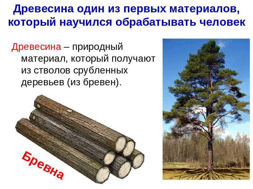Биологические повреждения древесины - мои статьи  - каталог статей - композитные материалы и вентилируемые фасады