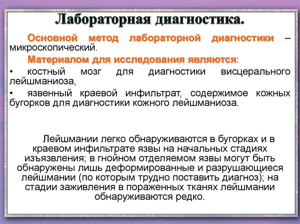 Лейшманиоз у кошек и собак: фото, симптомы и лечение заболевания у животных