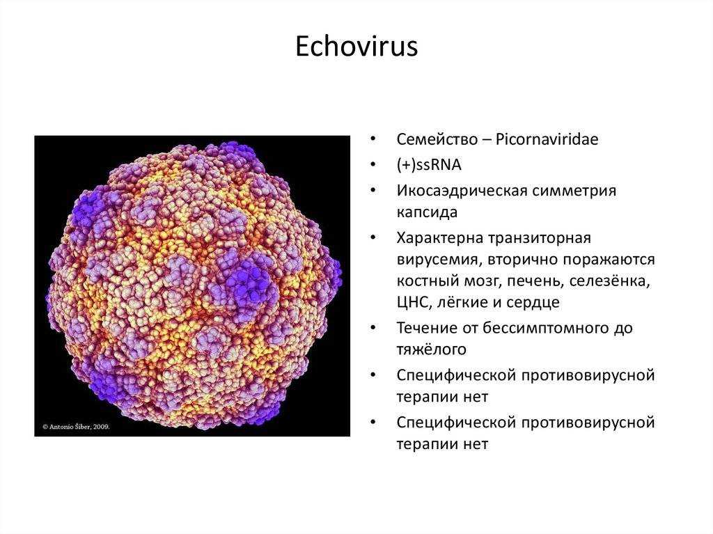 Лечение пикорнавирусной инфекции
