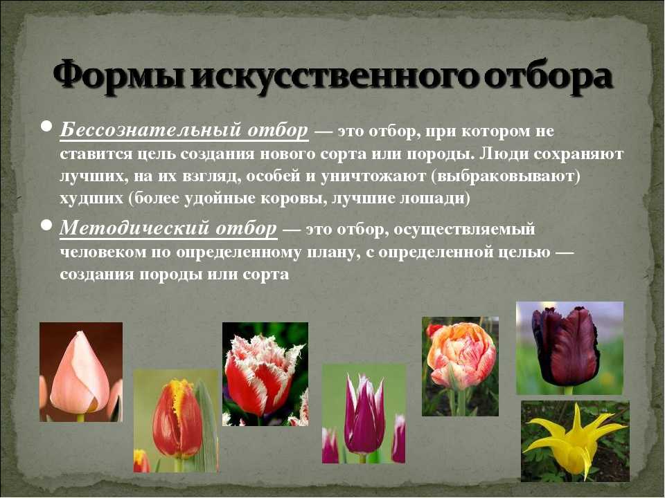 Методы селекции - определение, характеристика отбора, примеры