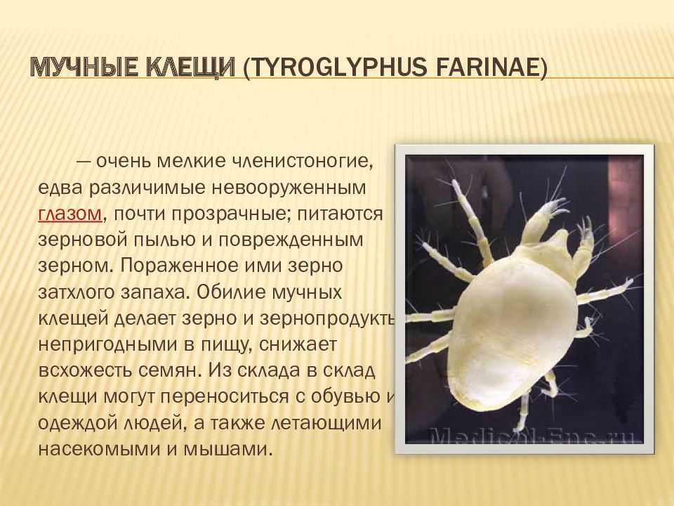 Амбарный клещ: опасный вредитель продуктов