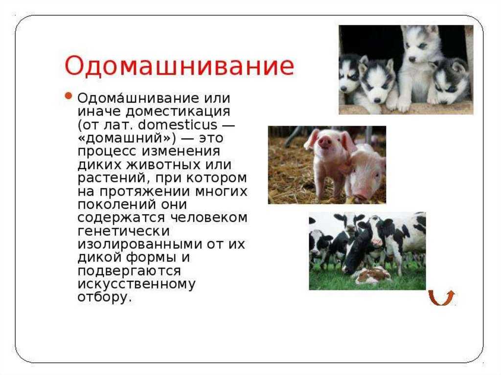 Порядок одомашнивания животных