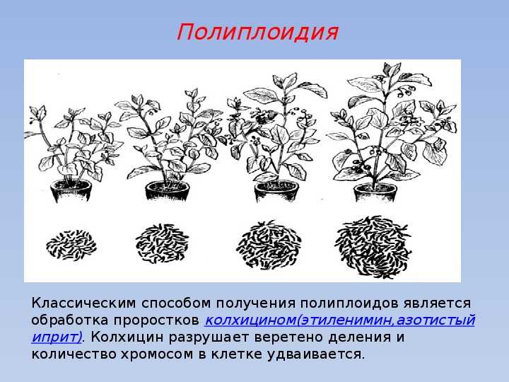 Что такое полиплоидные клетки и как они образуются