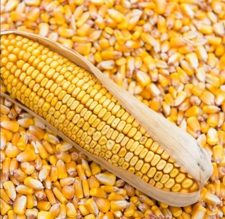 Что можно сделать из кукурузы?