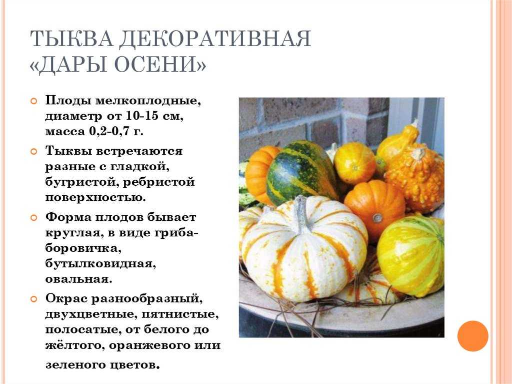 Тыква