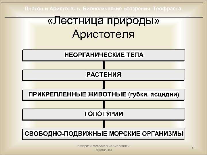 «лестница живых существ. представление о «лестнице живых существ лестницу существ придумал