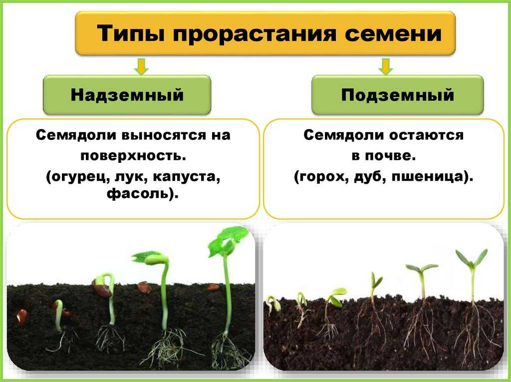 Кабачки