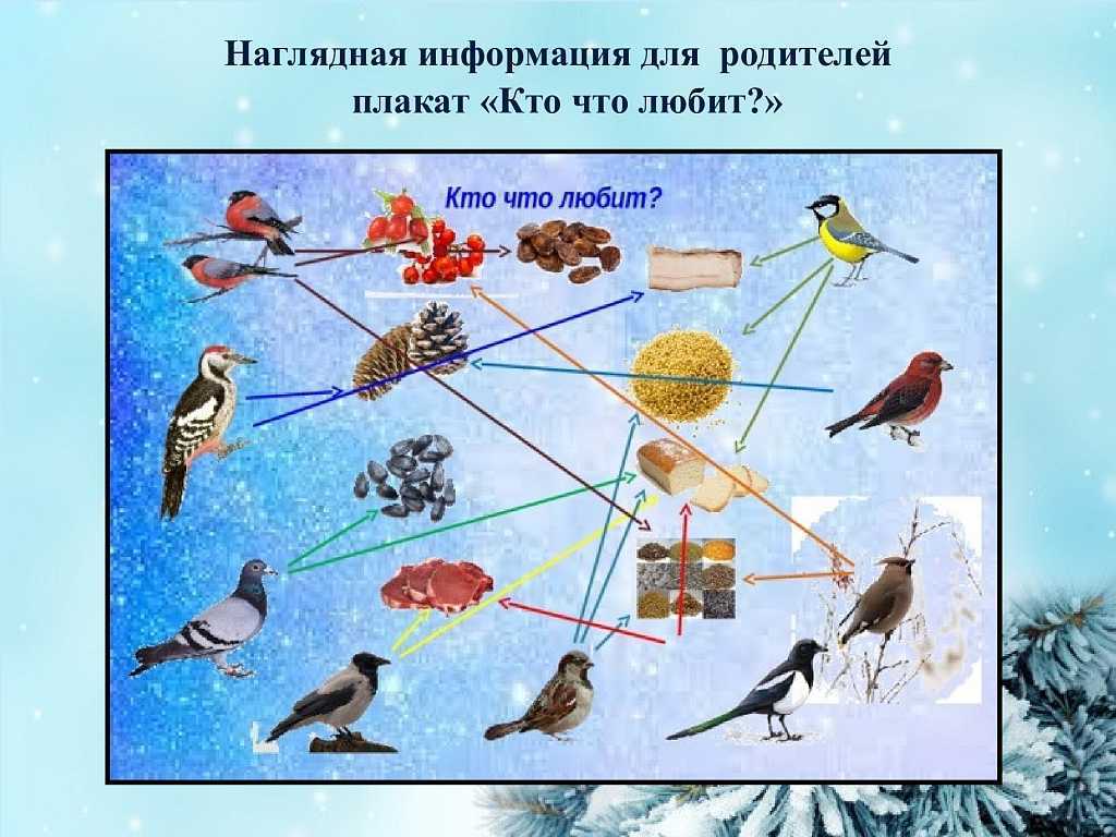 Какую пользу приносят птицы человеку?