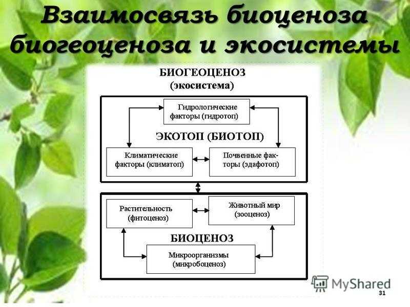 Видовая структура биоценоза - степановских а.с. экология. учебник для вузов