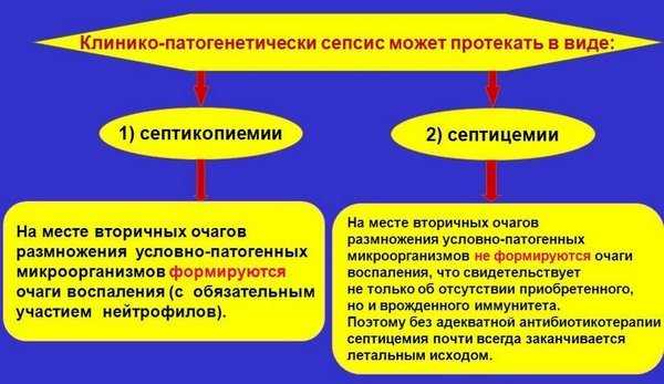 Как лечить абсцесс у коровы?