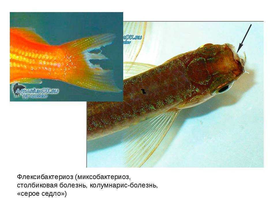 Инвазии у аквариумных рыб. болезни рыб, вызванные инфузориями, жгутиконосцами и гельминтами