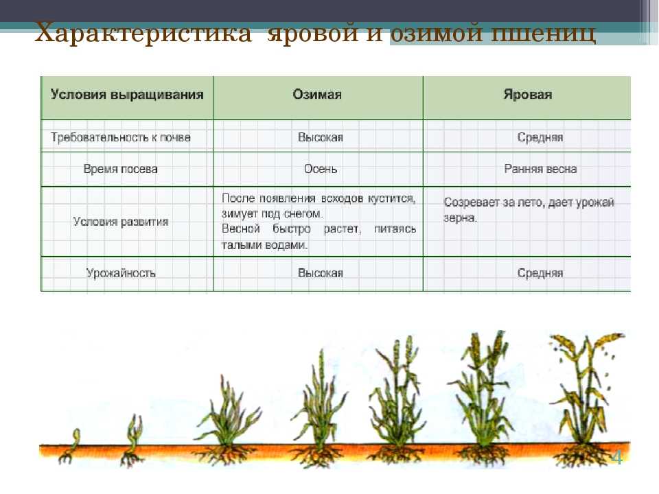 Посев озимой пшеницы: сроки, нормы, удобрения, подготовка и уход