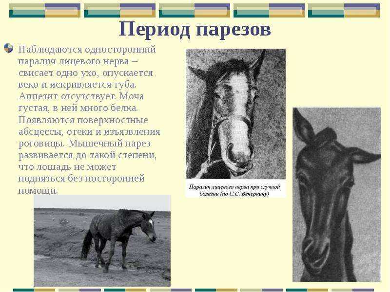 Случная болезнь лошадей: диагностика болезни, причины возникновения, пути заражения, симптомы, лечение, фото