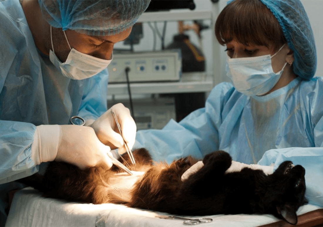 Опухоли у животных - классификация и лечение