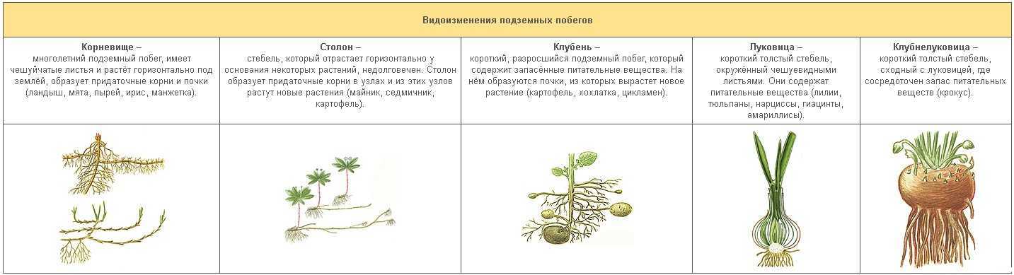 Практическая работа «строение луковицы. особенности строения лука и его корневой системы какие корни отрастают от донца луковицы