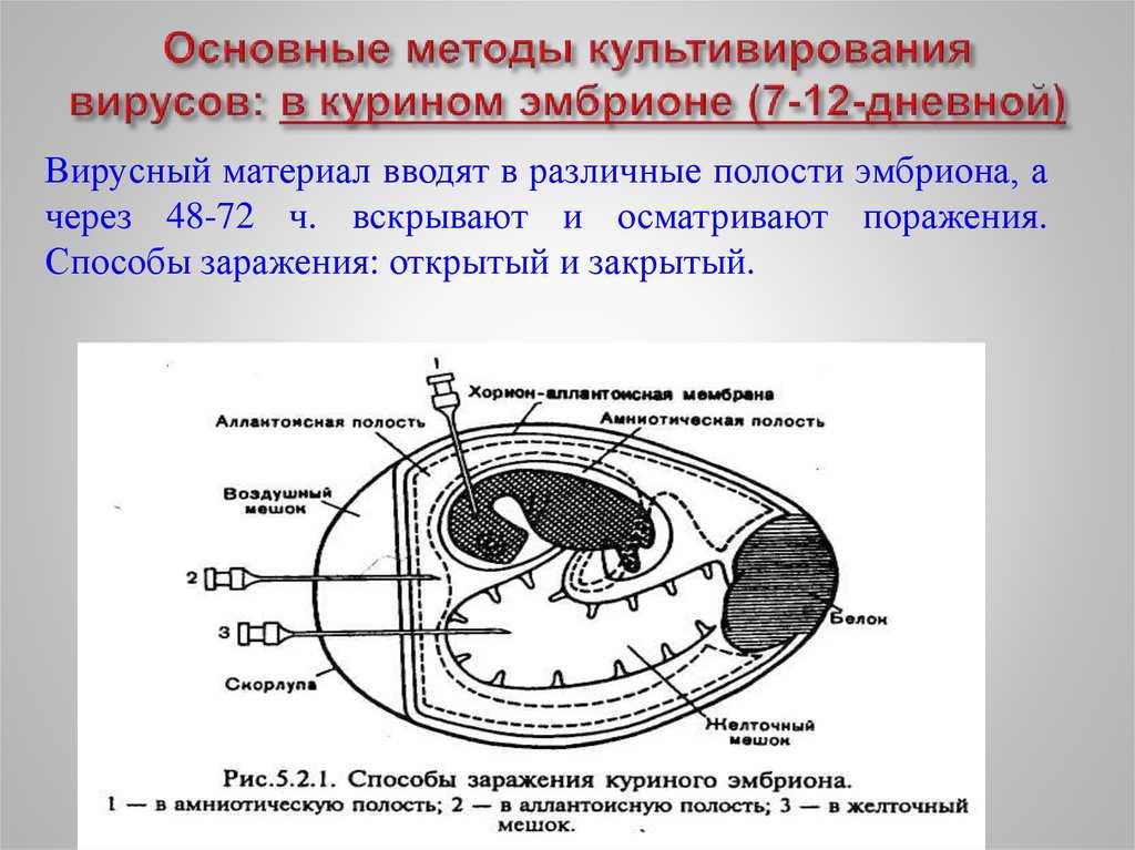 Ru2116796c1 - способ выделения вируса из аллантоисной жидкости зараженного куриного эмбриона 
      - google patents
