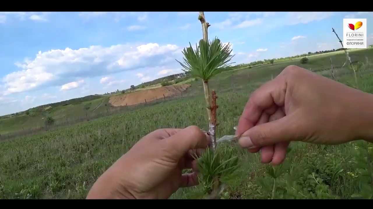 Размножение хвойных растений