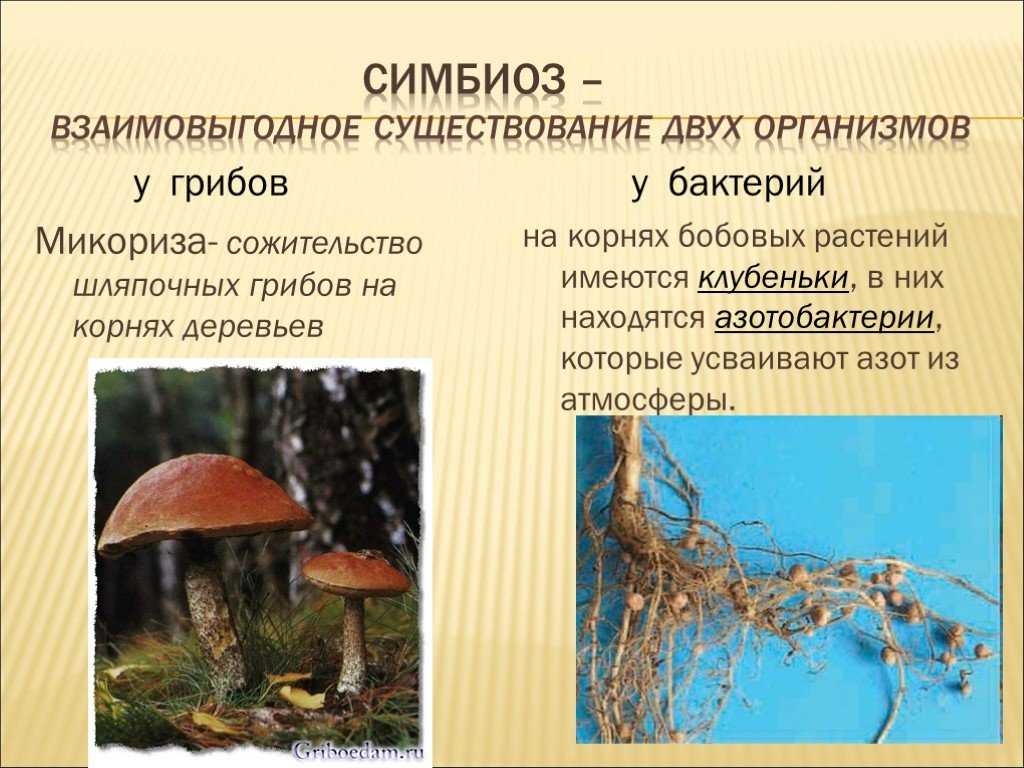 Примеры симбиоза в живой природе – что такое, определение симбиоза в биологии кратко (9 класс, биология)