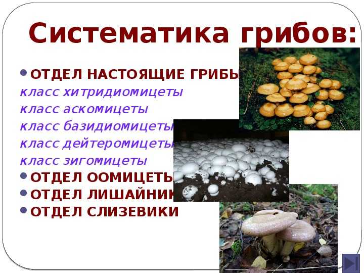 Диморфизм и плеоморфизм - биология дрожжей - материалы по биологии - biologywork.ru