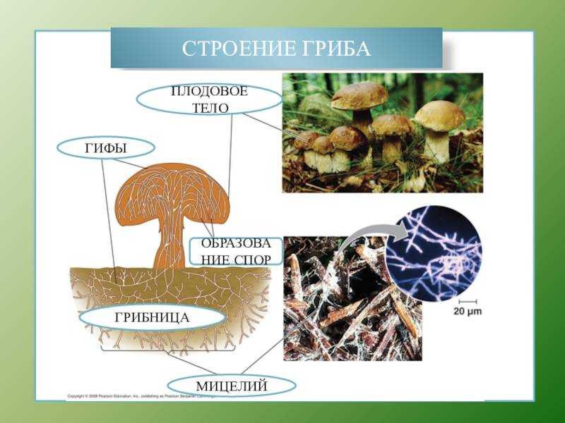 Царство грибы | многообразие и систематика органического мира | теория | решутест. продвинутый тренажёр тестов