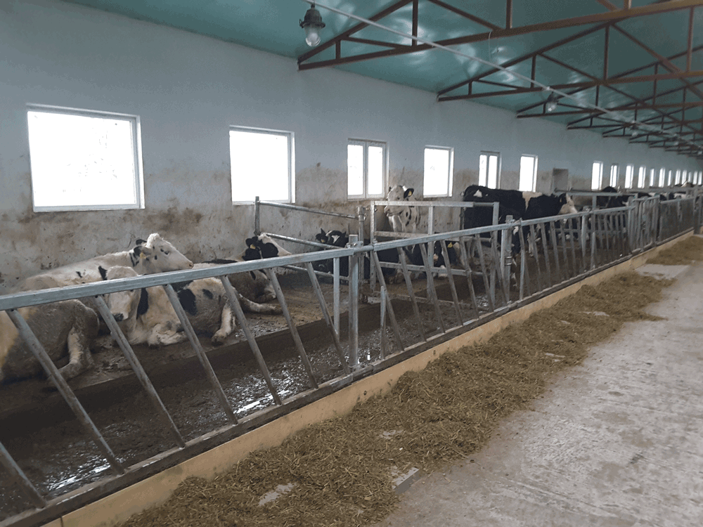 Ограждение кормового стола для крс: размеры