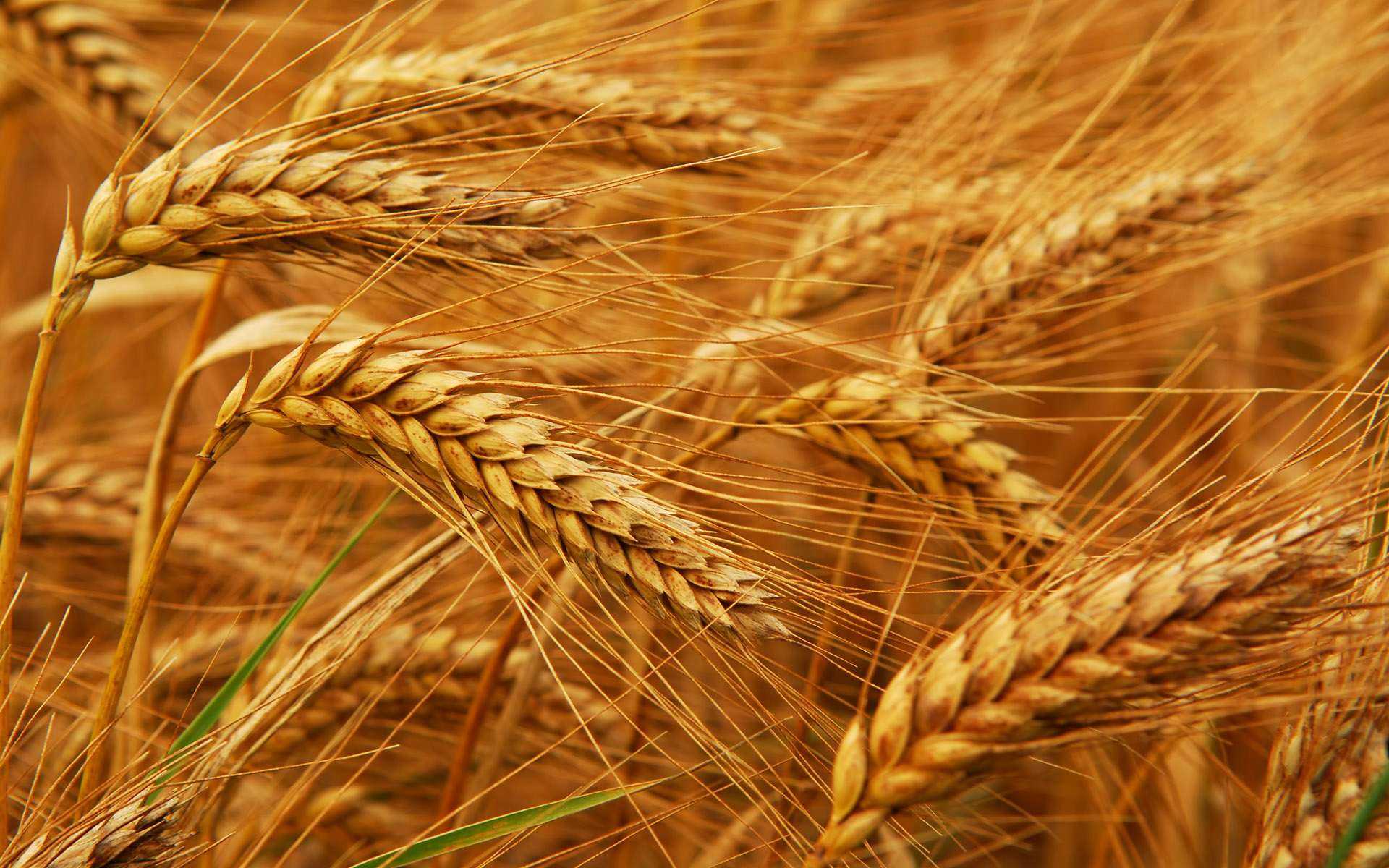 Пшеница мягкая - triticum aestivum - описание таксона - плантариум