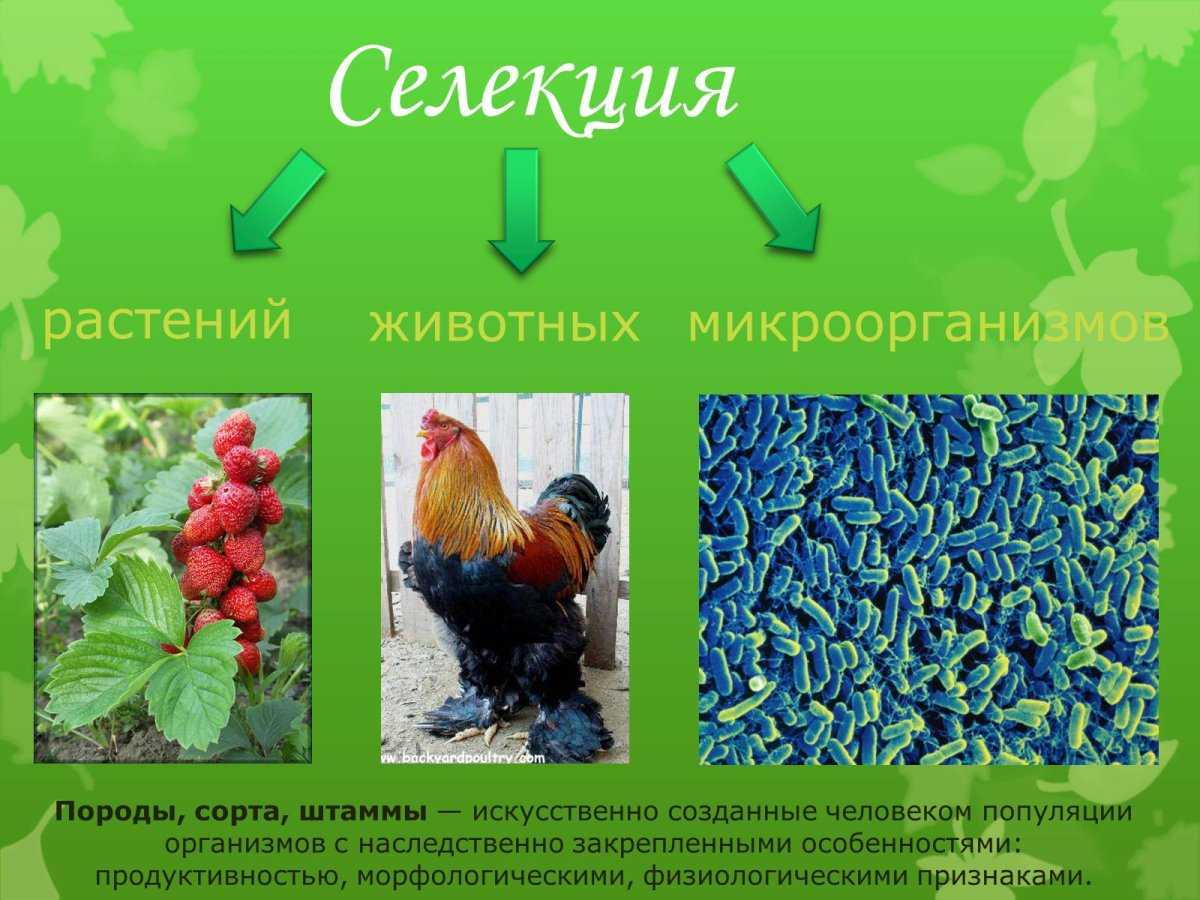 О сортах и селекции
