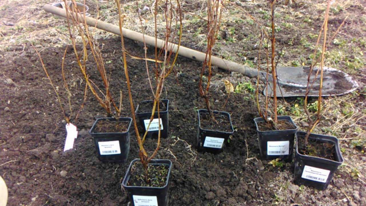 Способы размножения жимолости: черенками, отводками, делением куста, семенами